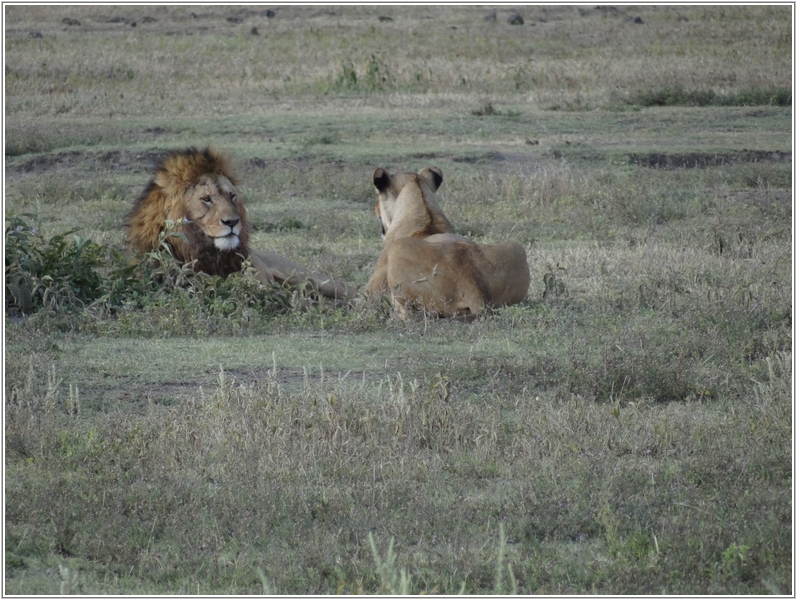 2012-02-21 08-31-01恩格龍格魯的野生動物.JPG